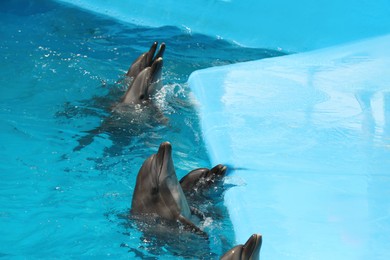 Photo of Cute dolphins in pool at marine mammal park
