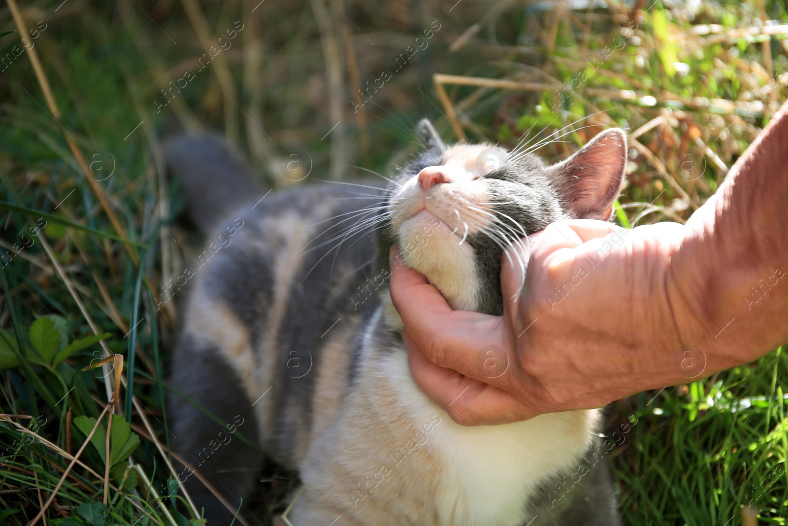 Photo of Woman stroking stray cat outdoors, closeup. Homeless animal