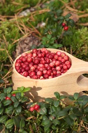 Photo of Many ripe lingonberries in wooden cup outdoors