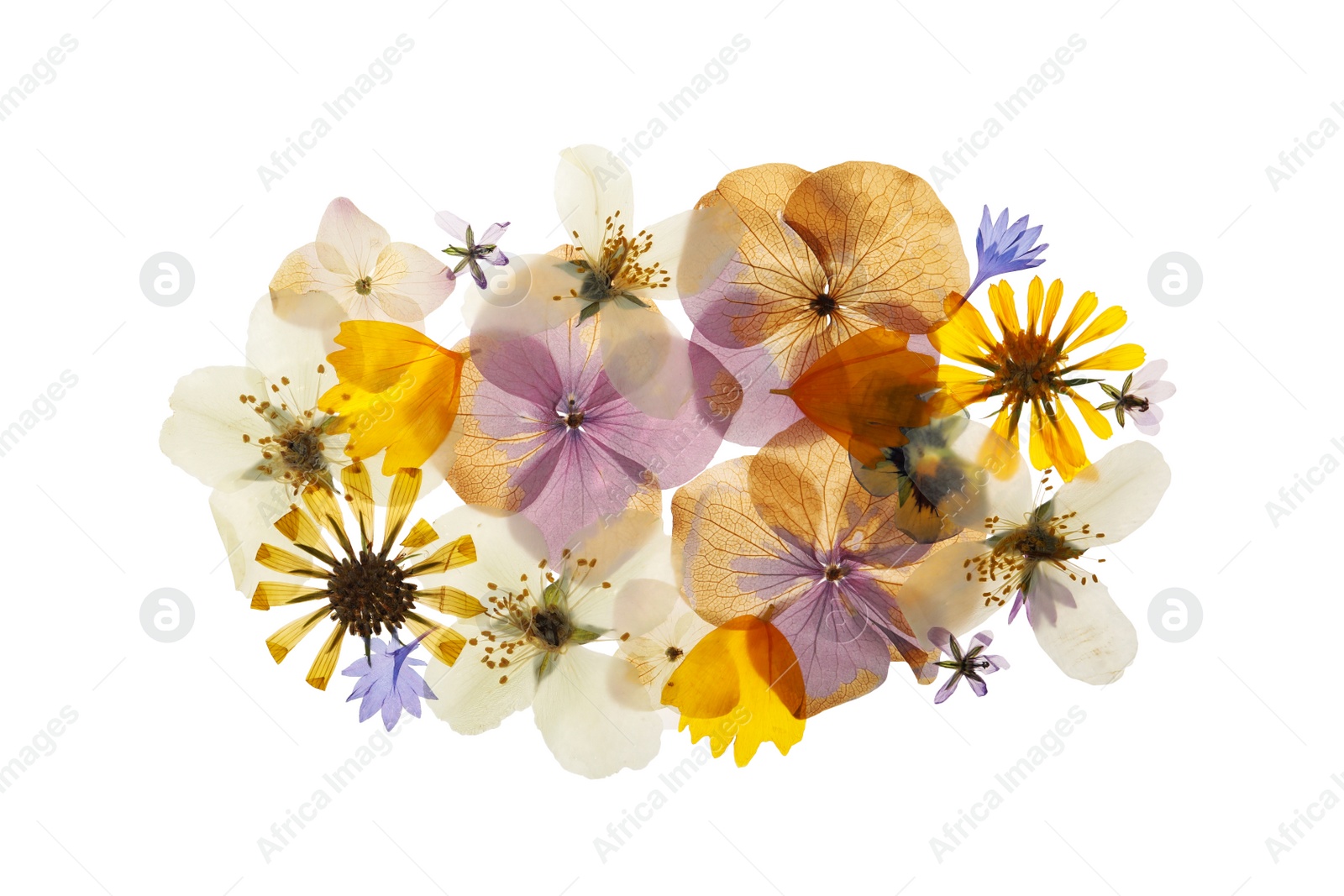 Photo of Pressed dried flowers on white background, top view. Beautiful herbarium