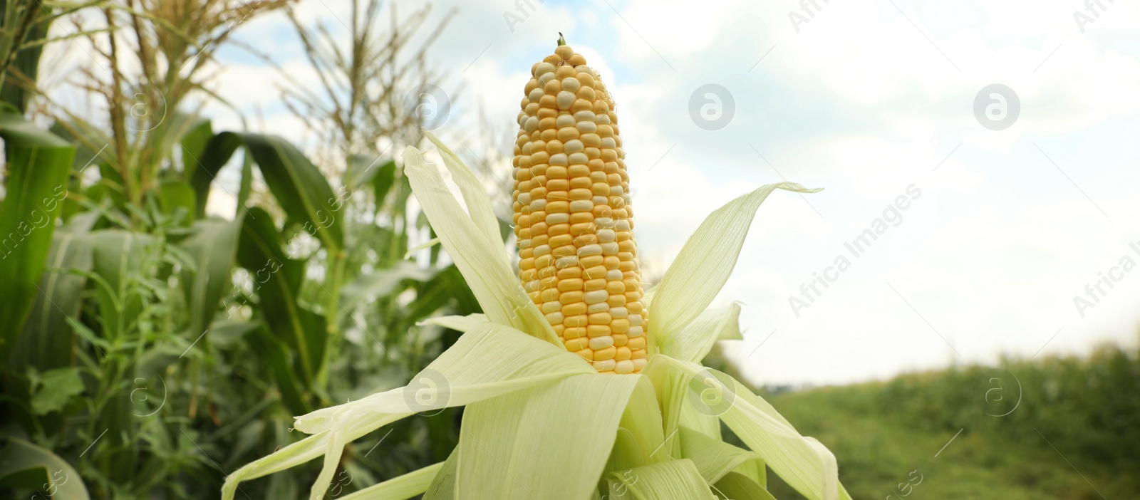 Image of Yellow ripe corn cob in field on sunny day, closeup. Banner design