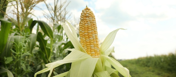 Yellow ripe corn cob in field on sunny day, closeup. Banner design