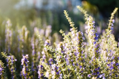 Photo of Many beautiful blooming hyssop plants outdoors, closeup