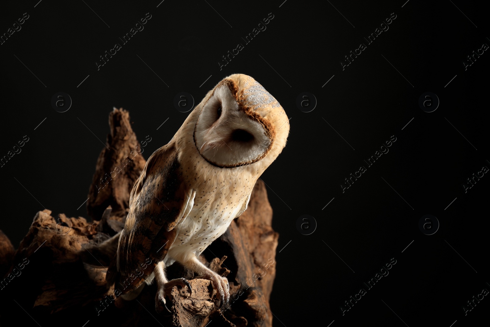 Photo of Beautiful common barn owl on tree against black background. Space for text