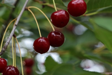 Photo of Closeup view of cherry tree with ripe red berries outdoors