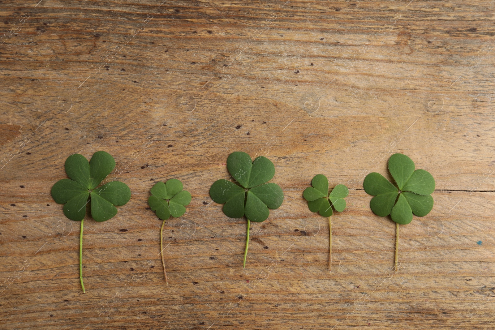Photo of Clover leaves on wooden table, flat lay. St. Patrick's Day symbol