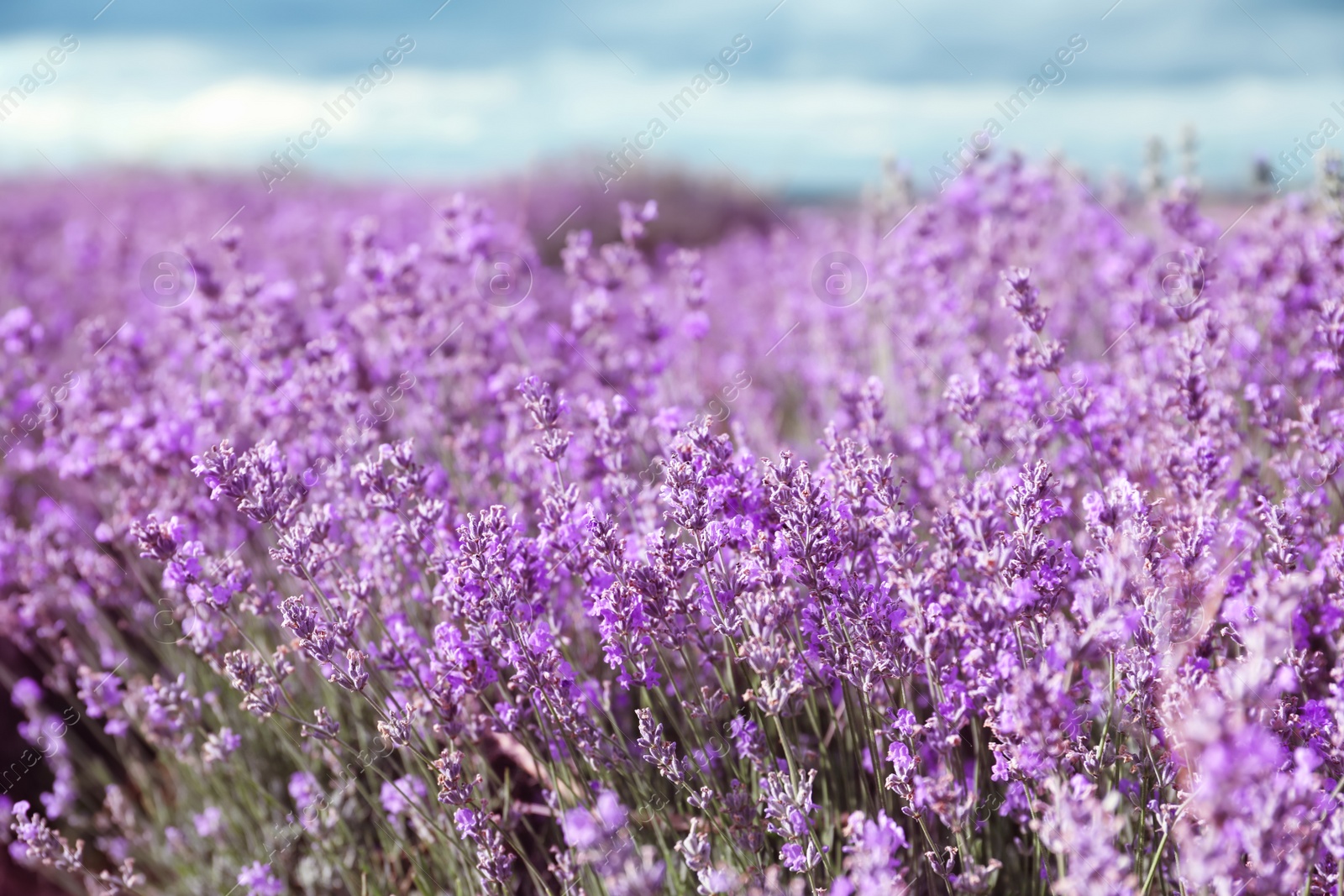 Photo of Beautiful blooming lavender in field on summer day