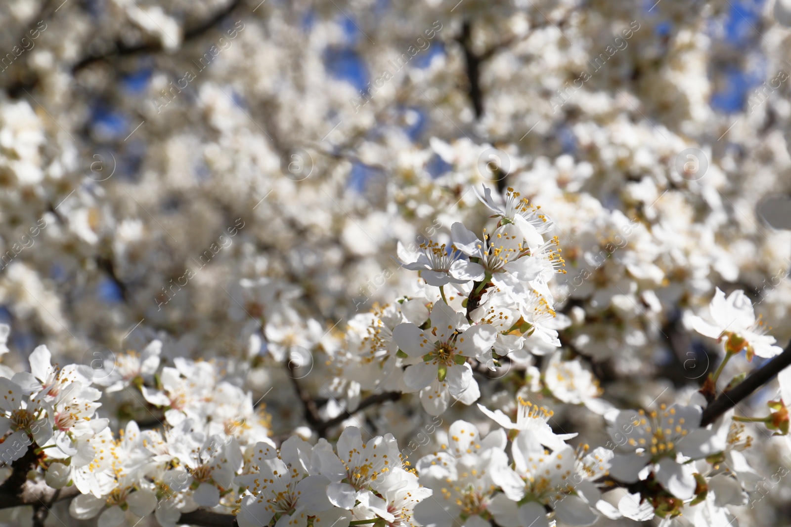 Photo of Beautiful cherry tree with white blossoms outdoors, closeup