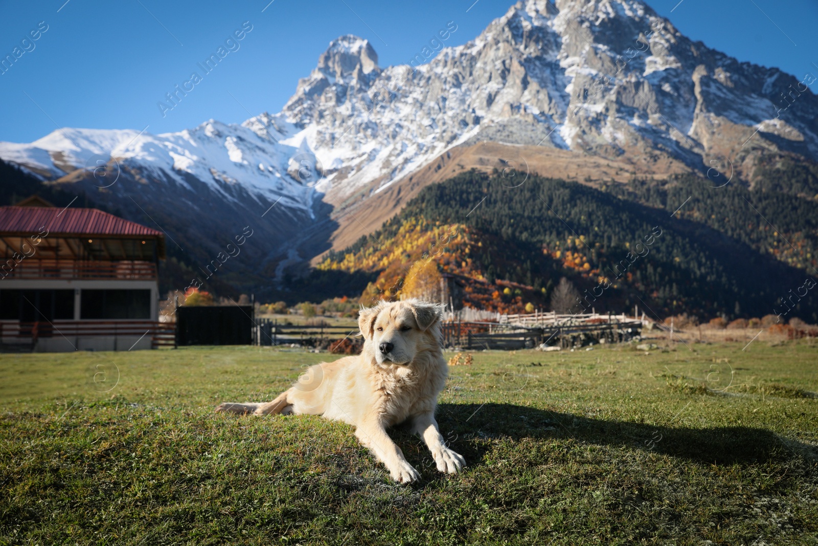 Photo of Adorable dog in mountains on sunny day