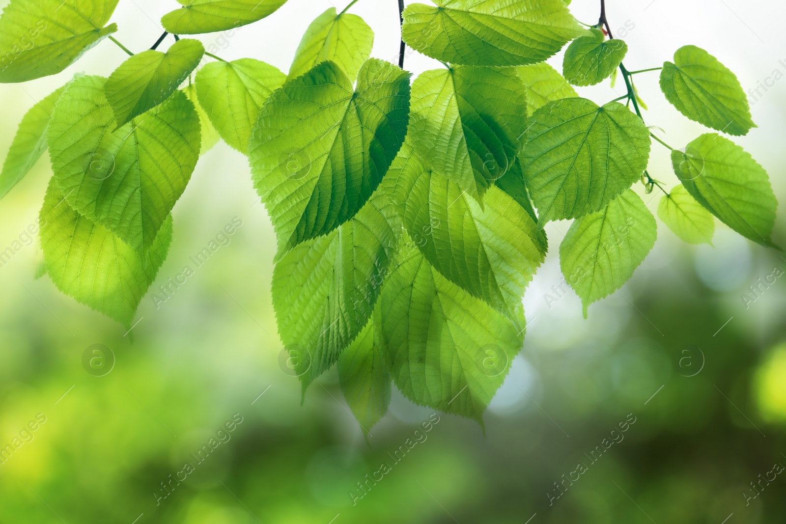 Image of Tree branches with green leaves on sunny day