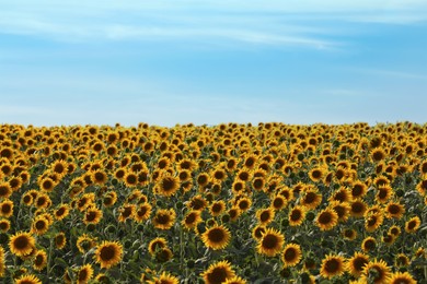 Photo of Beautiful view of field with yellow sunflowers