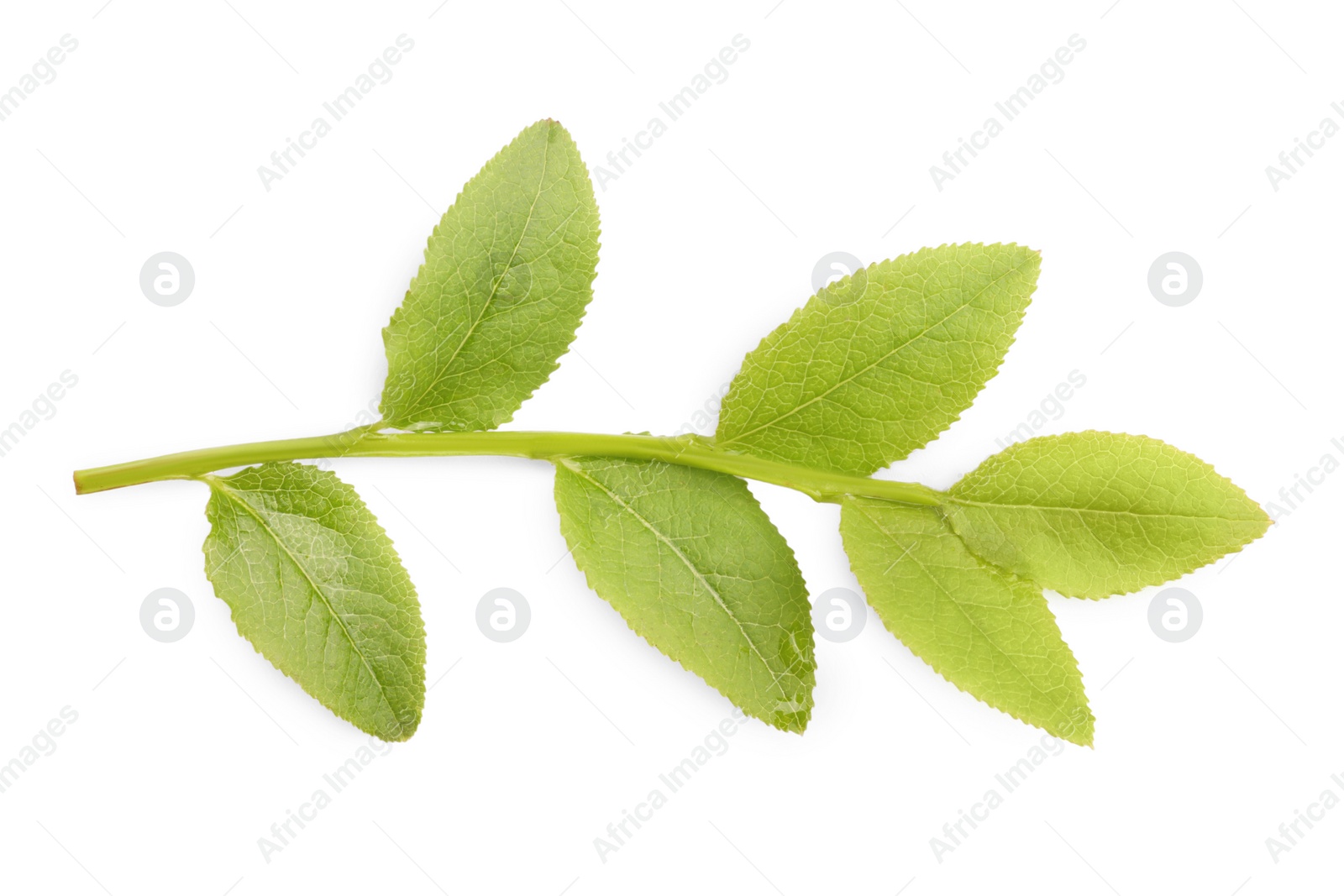 Photo of Bilberry twig with fresh green leaves isolated on white, top view