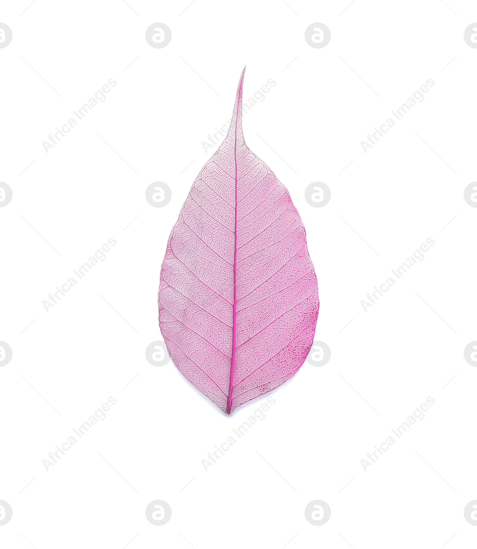 Photo of Beautiful decorative skeleton leaf on white background