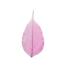 Photo of Beautiful decorative skeleton leaf on white background