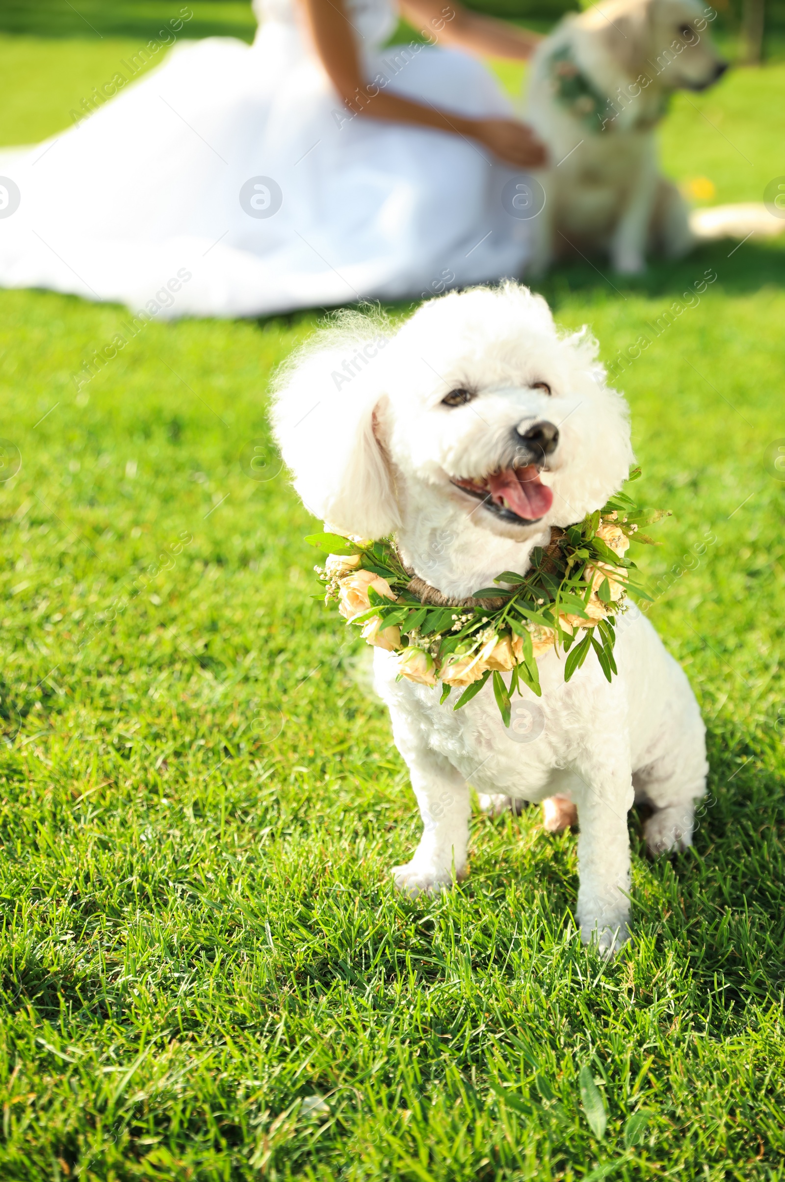 Photo of Adorable Bichon wearing wreath made of beautiful flowers on green grass outdoors