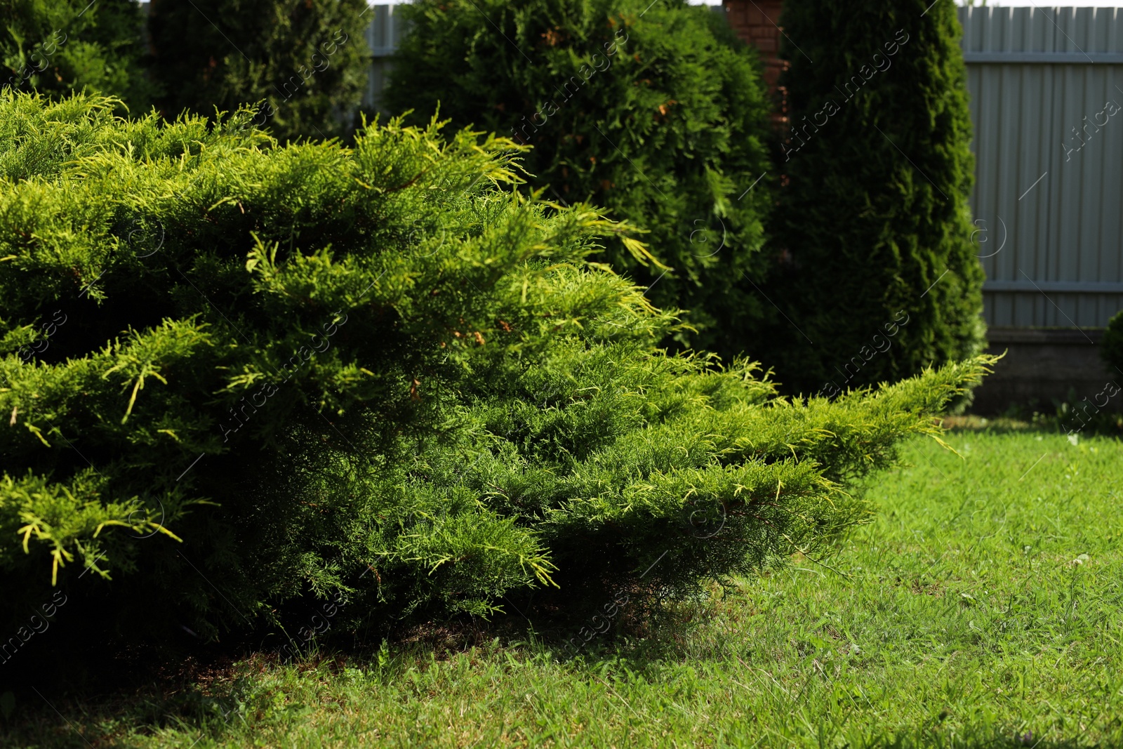 Photo of Wonderful green thuja plants growing in garden. Picturesque landscape