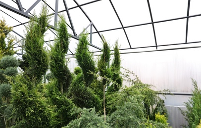 Potted coniferous plants at Christmas tree market