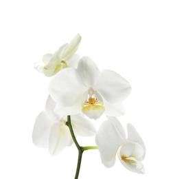 Branch with beautiful orchid flowers on white background. Tropical plant