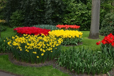 Park with variety of beautiful flowers. Spring season