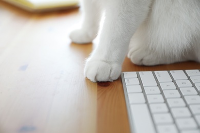 Adorable white cat sitting near keyboard on wooden table, closeup. Space for text