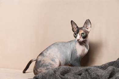 Photo of Cute sphynx cat and blanket on sofa indoors. Friendly pet