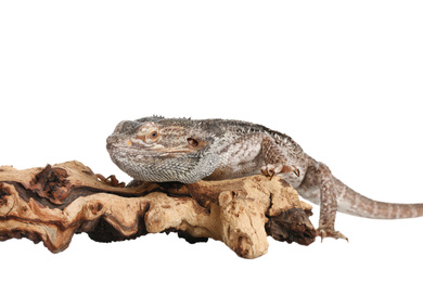 Bearded lizard (Pogona barbata) and tree branch isolated on white. Exotic pet
