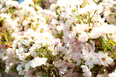 Photo of Blossoming cherry tree, closeup