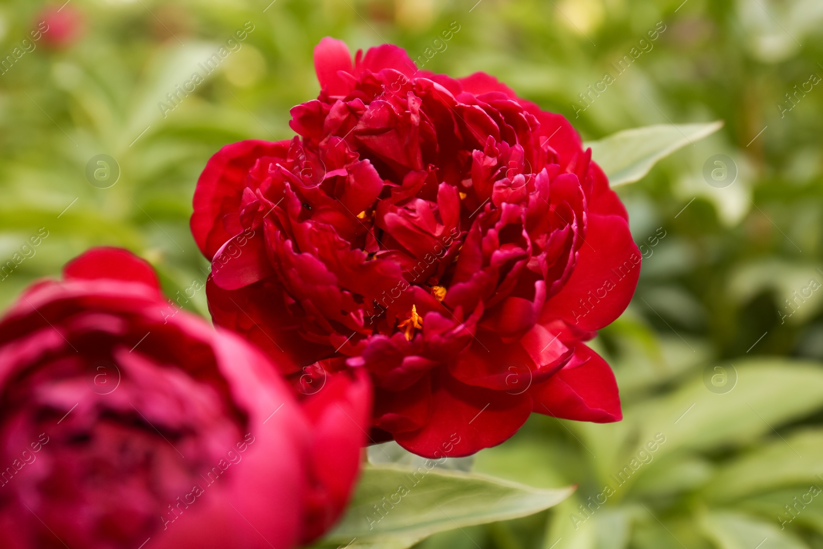 Photo of Beautiful blooming burgundy peony on bush outdoors, closeup