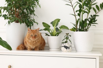 Photo of Adorable cat near green houseplants on chest of drawers at home
