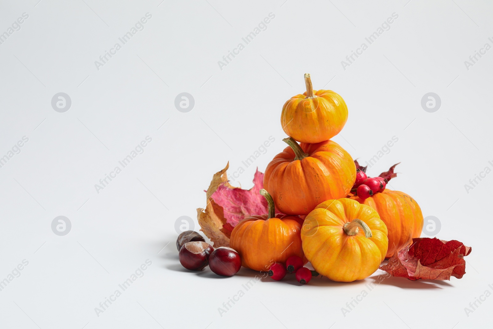 Photo of Happy Thanksgiving day. Beautiful composition with pumpkins on white background, space for text