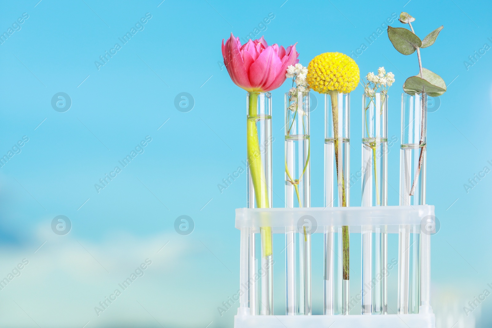 Photo of Different plants in test tubes on blurred background. Space for text