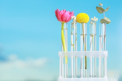 Photo of Different plants in test tubes on blurred background. Space for text