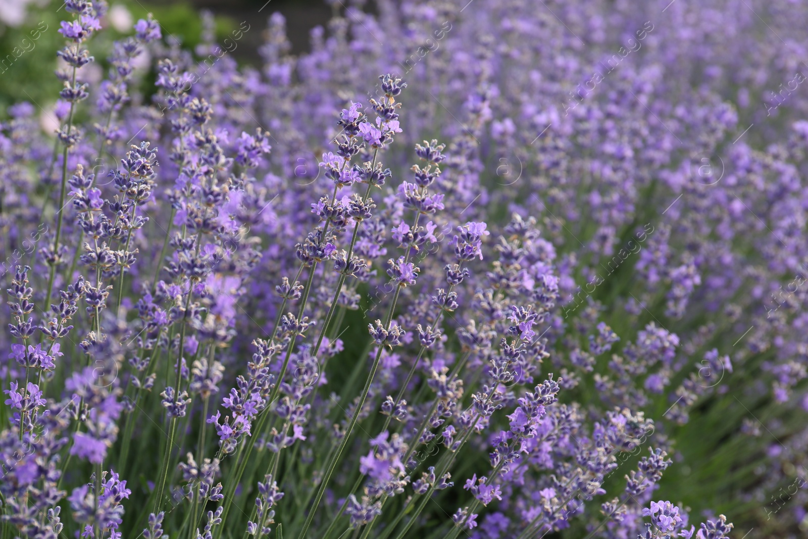 Photo of Beautiful lavender flowers growing in field, closeup