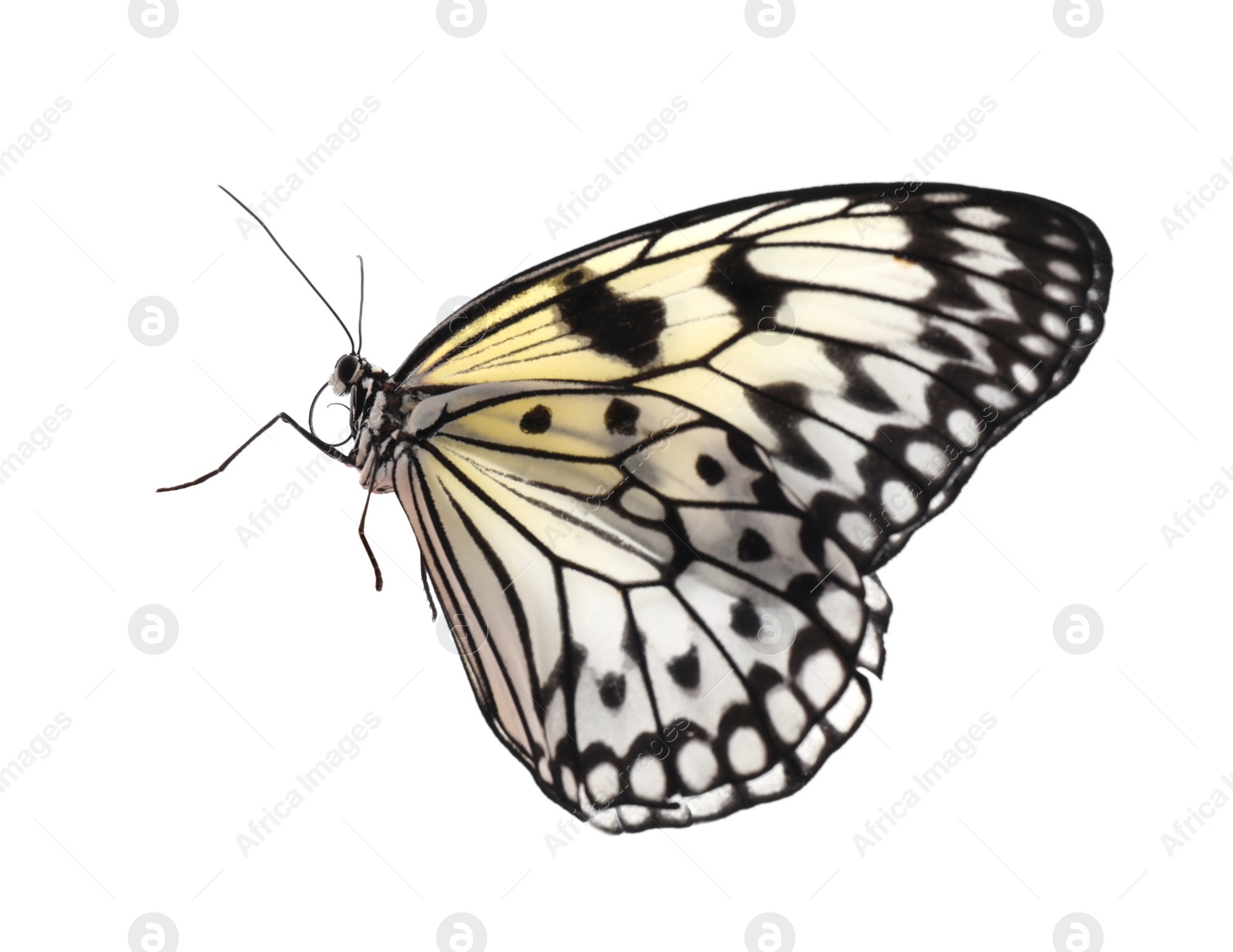 Photo of Beautiful rice paper butterfly isolated on white