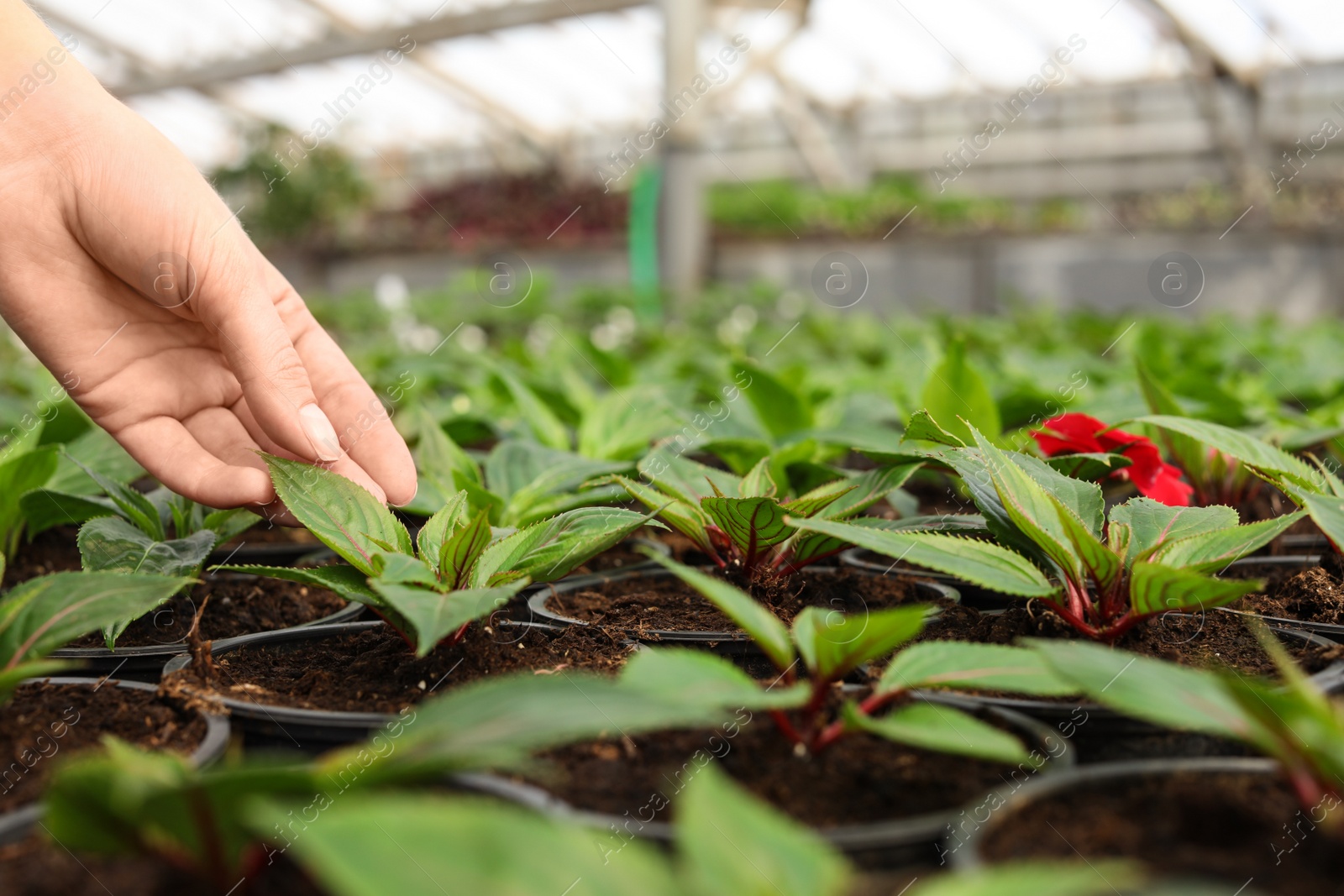 Photo of Woman taking care of seedlings in greenhouse, closeup. Space for text