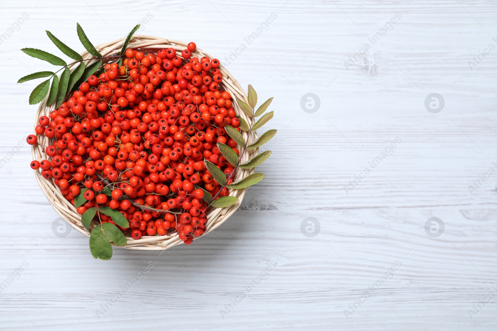 Photo of Fresh ripe rowan berries and leaves in wicker basket on white wooden table, top view. Space for text