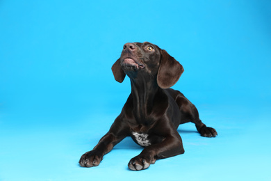 Photo of German Shorthaired Pointer dog on light blue background