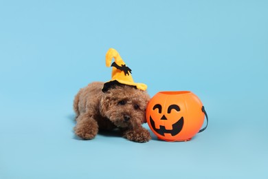 Photo of Happy Halloween. Cute Maltipoo dog with decorated hat and pumpkin treat bucket on light blue background