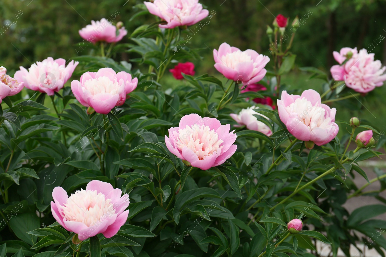 Photo of Beautiful blooming pink peonies growing in garden