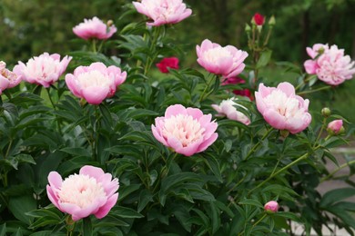 Beautiful blooming pink peonies growing in garden