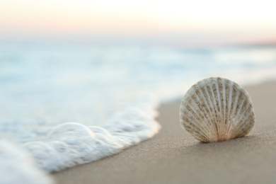 Photo of Beautiful seashell on sandy beach at sunrise, closeup. Space for text
