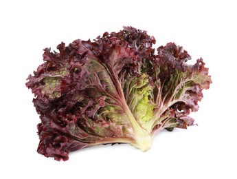 Head of fresh red coral lettuce isolated on white