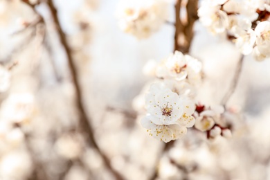 Beautiful apricot tree branch with tiny tender flowers outdoors, space for text. Awesome spring blossom