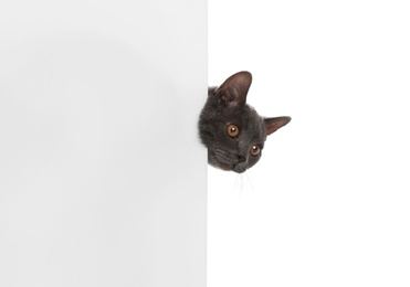 Photo of Adorable grey British Shorthair cat with poster on white background