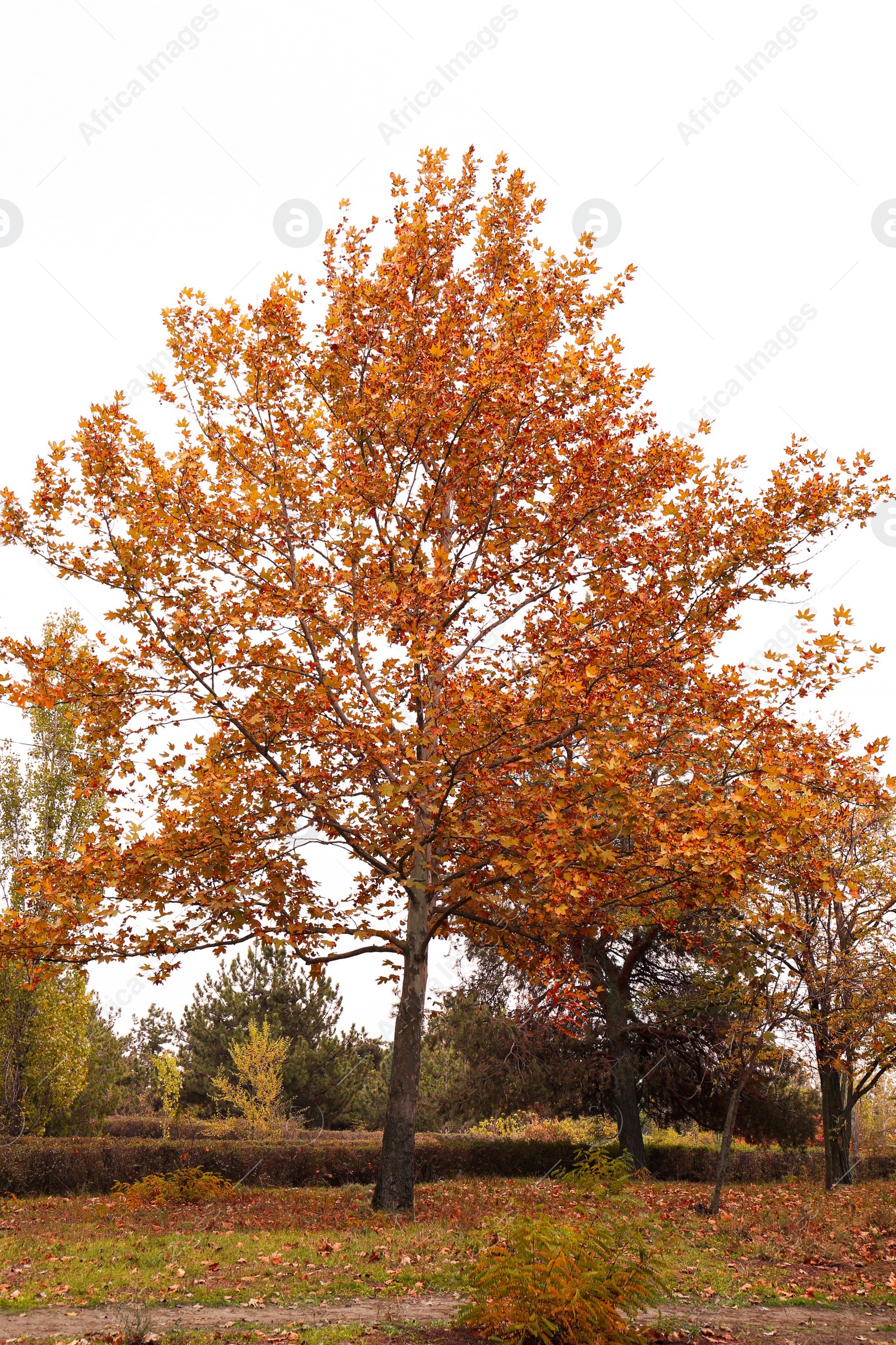 Photo of Beautiful view of park with trees on autumn day