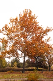 Beautiful view of park with trees on autumn day