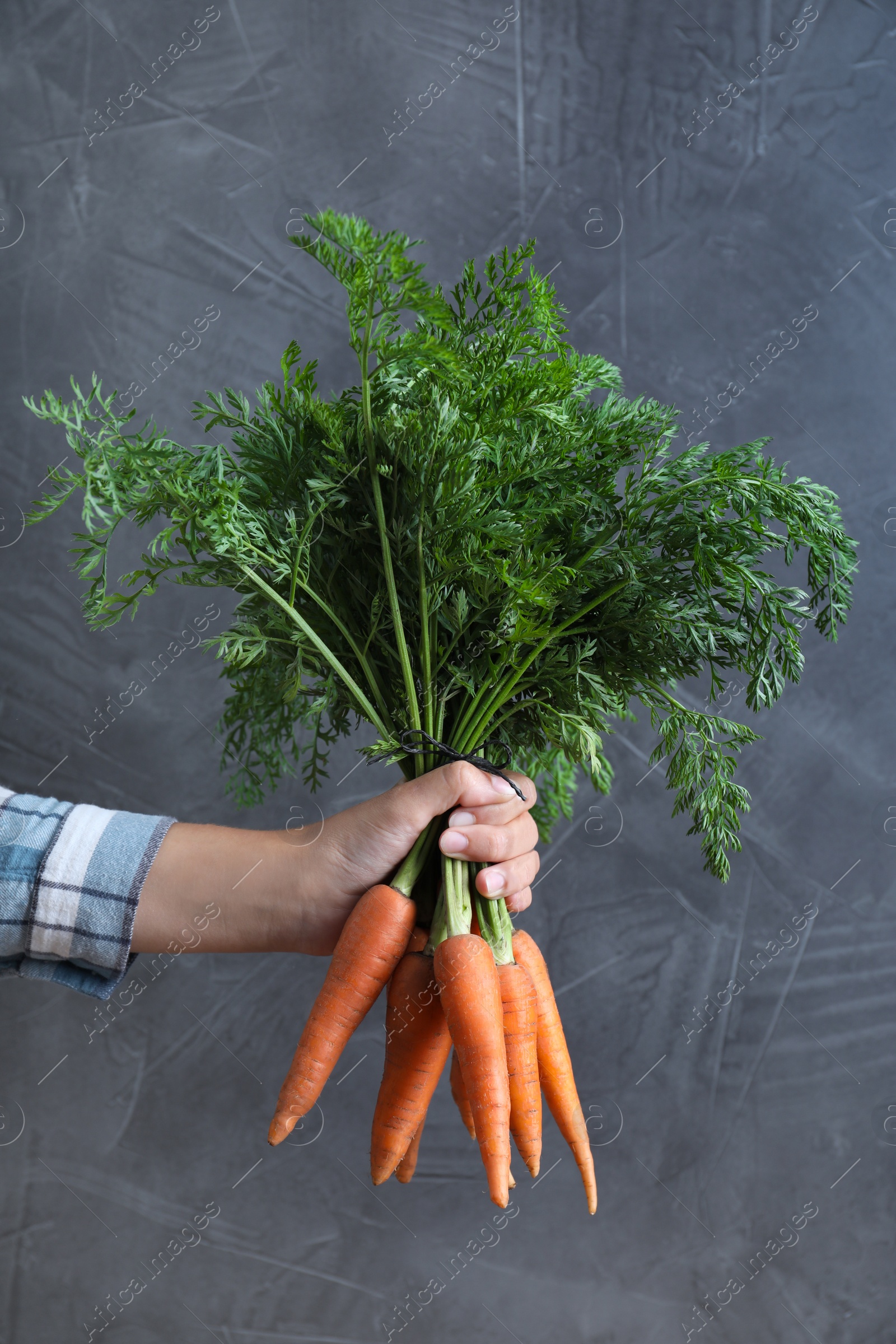 Photo of Woman holding ripe carrots on grey background, closeup