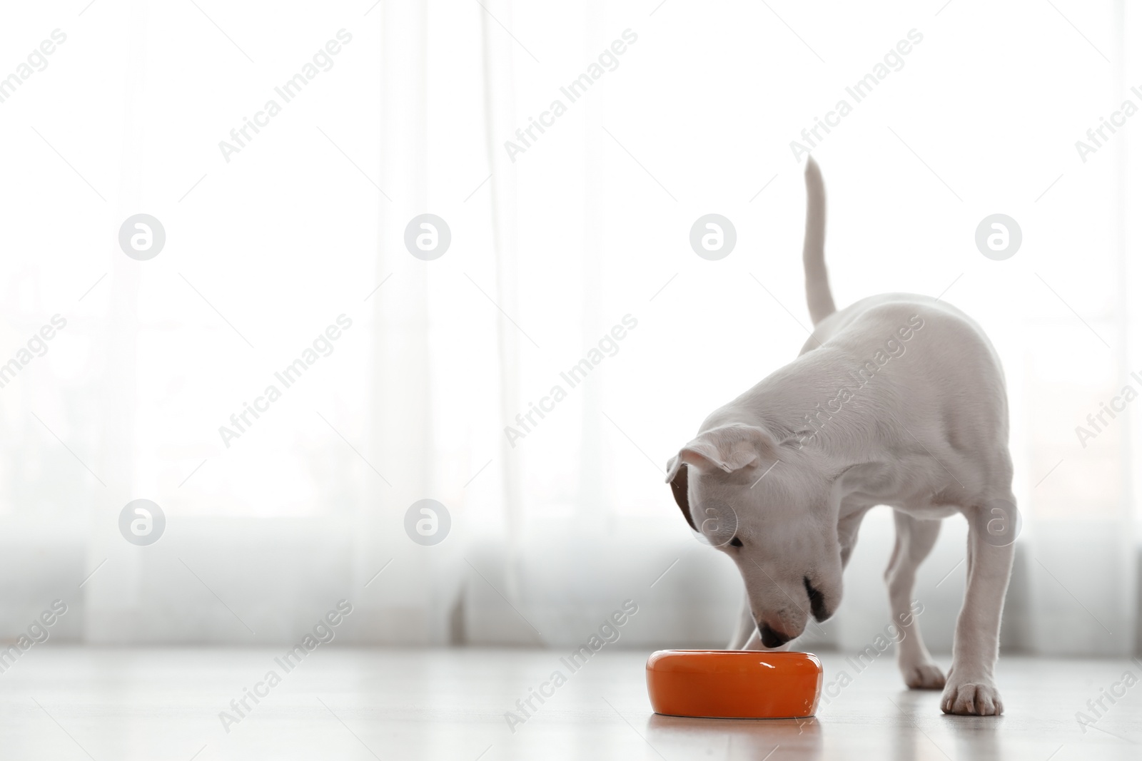 Photo of Cute Jack Russel Terrier eating indoors, space for text. Lovely dog