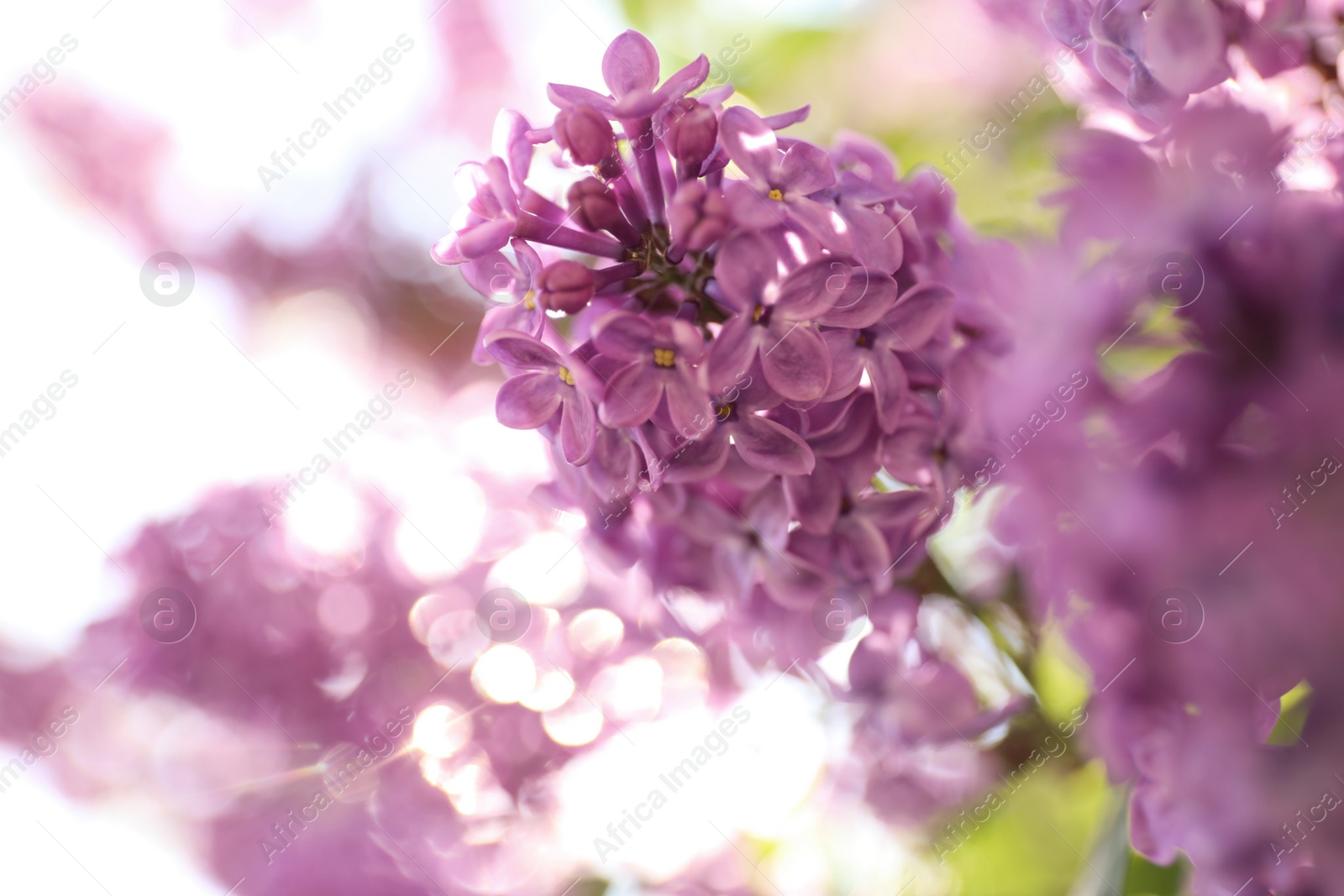 Photo of Closeup view of beautiful blossoming lilac shrub outdoors