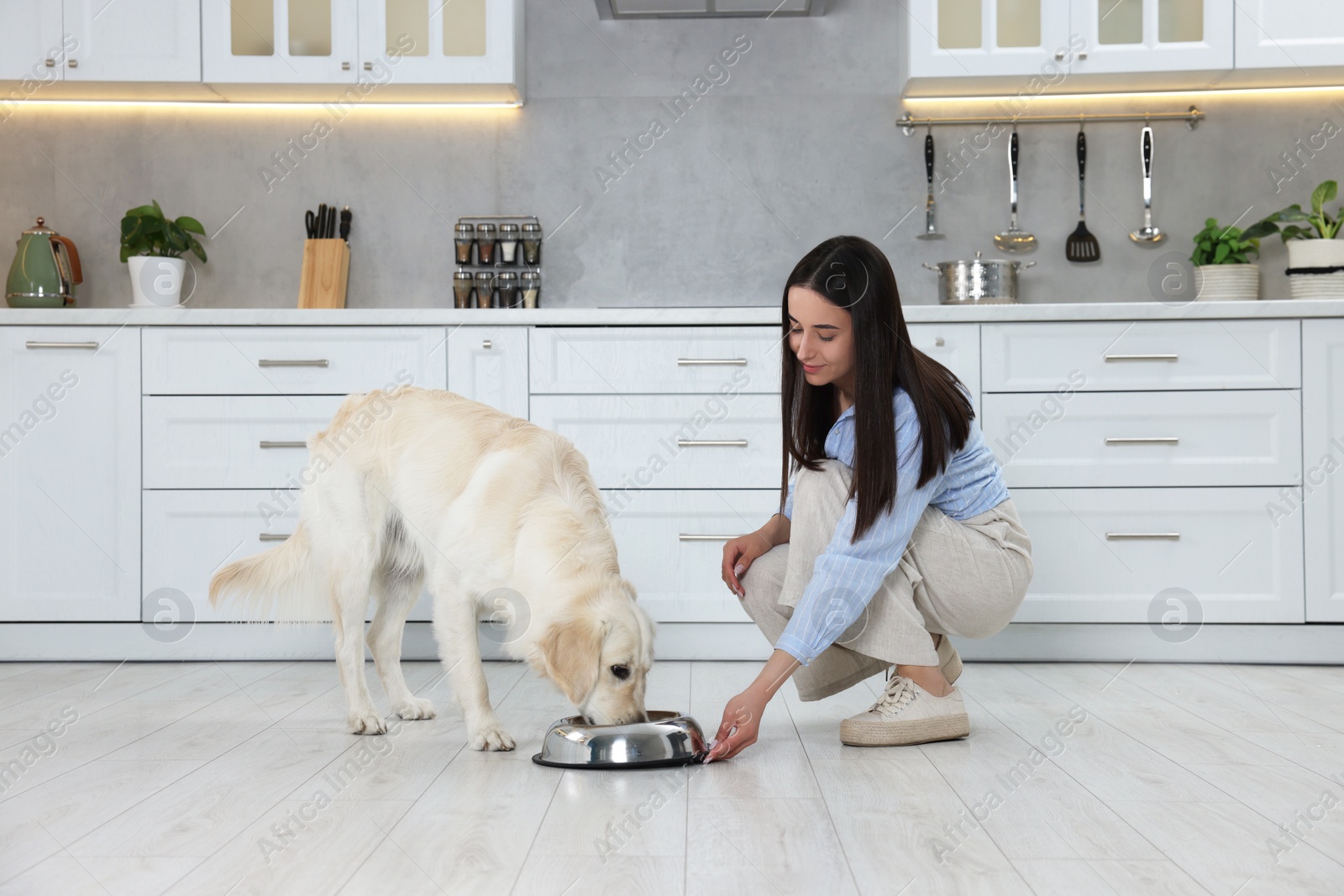 Photo of Beautiful young woman feeding her adorable Labrador Retriever in kitchen